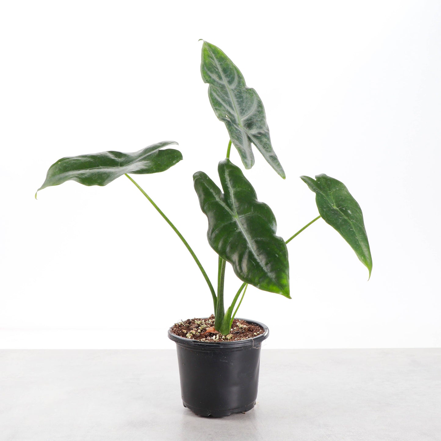 Alocasia Longiloba Silver - 4" Live Plant