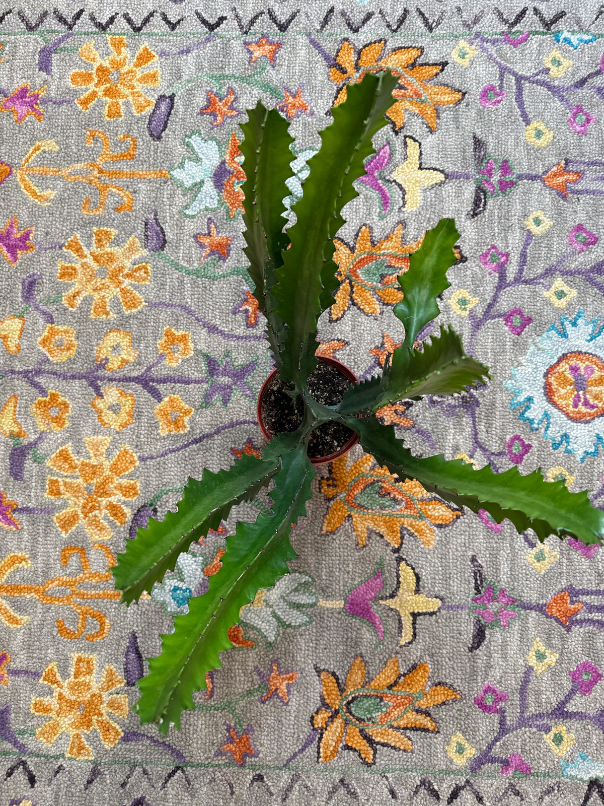 Euphorbia Lactea Dragon Bone