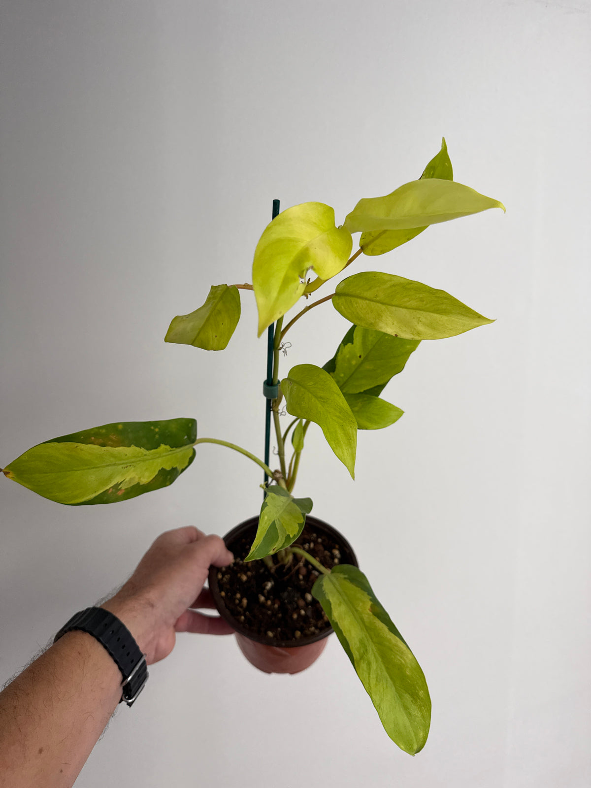 Philodendron Thai Sunrise self watering pot