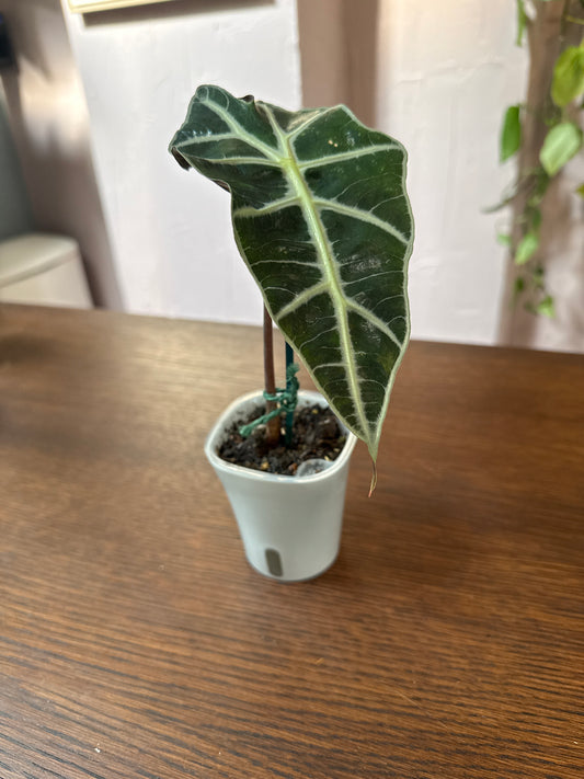 Alocasia Polly 3in