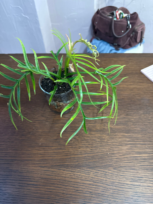 Philodendron Tortum Leca ball self watering vase