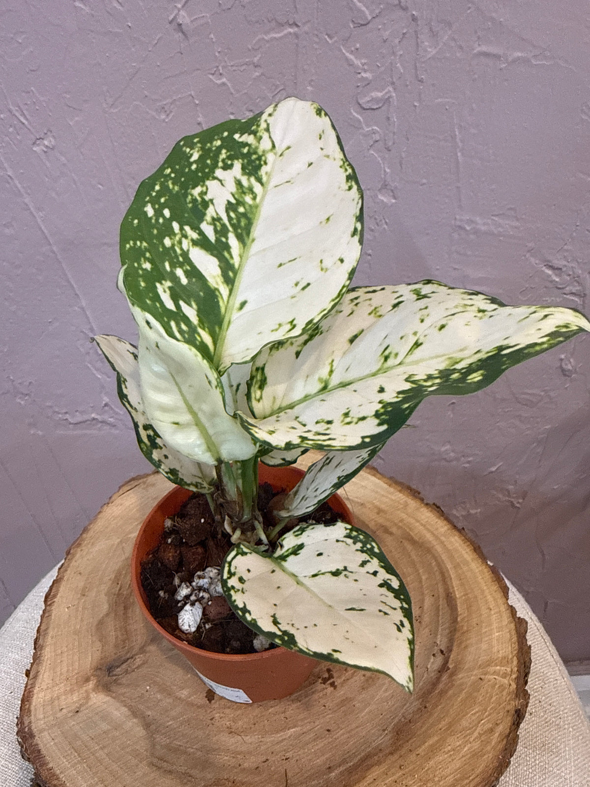 Aglaonema Super White 4” Rare