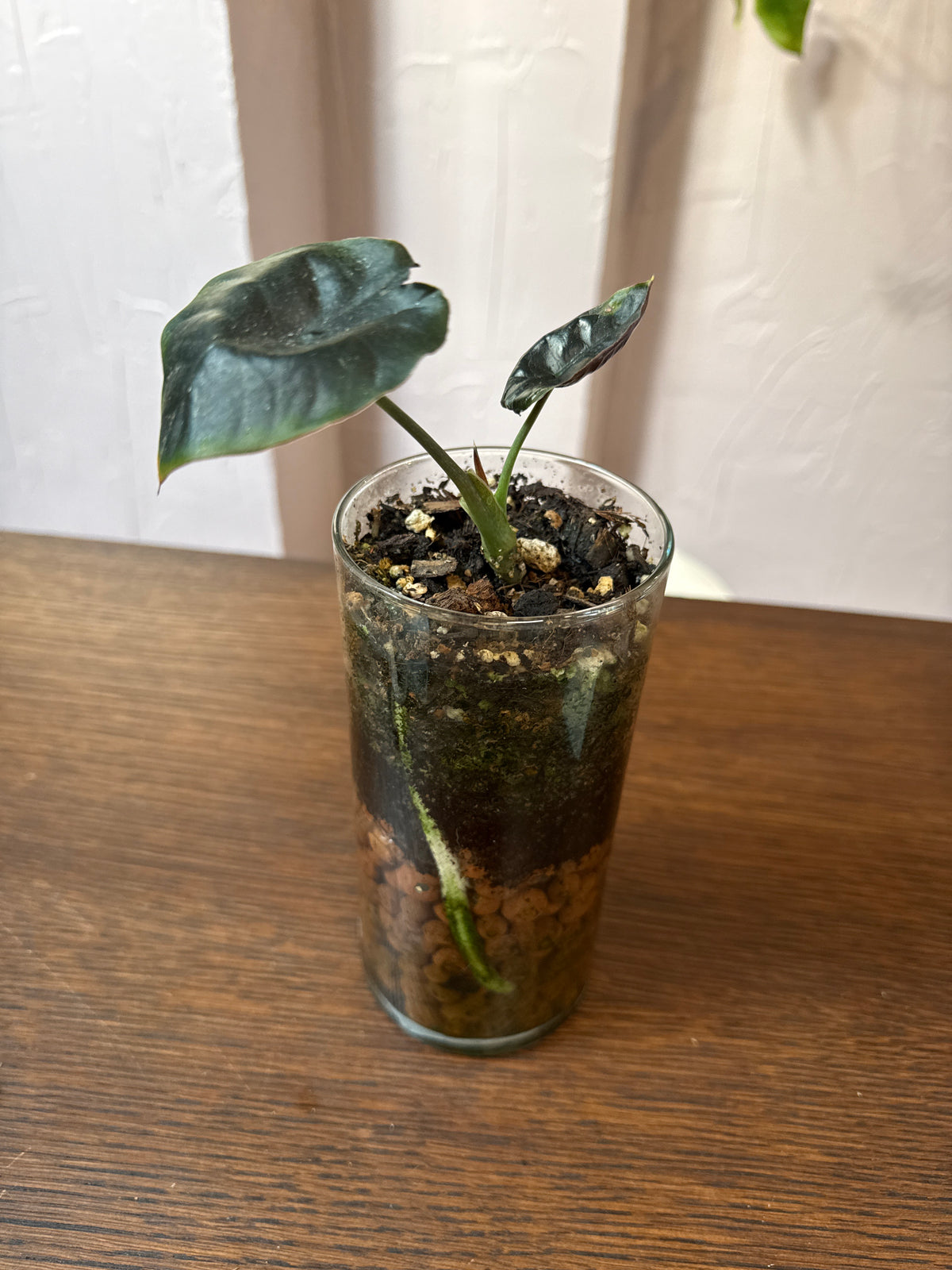 Alocasia infernalis 'Kapit' L/B case