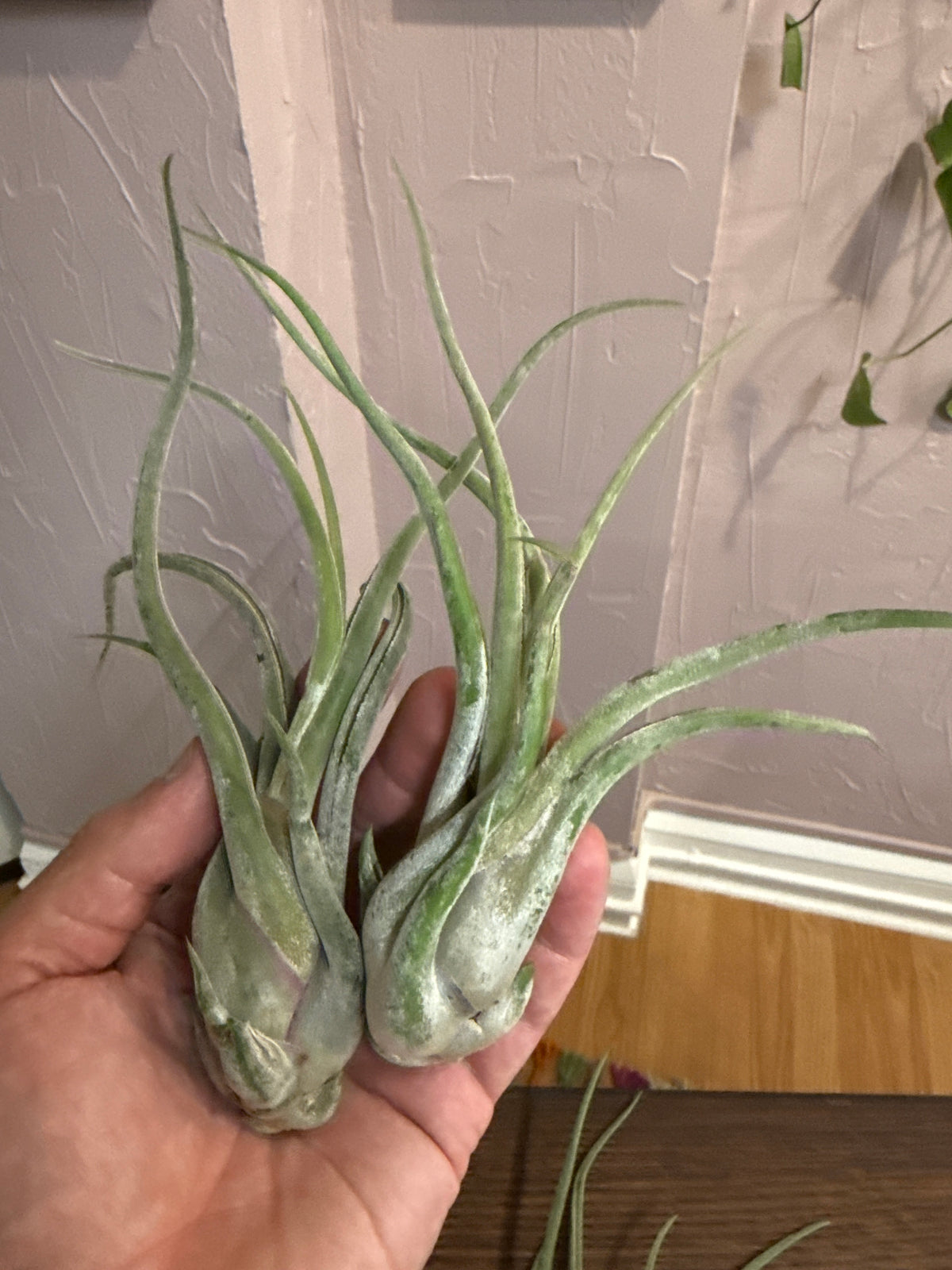 Air Plant medium assorted