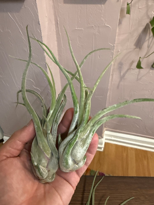 Air Plant medium assorted