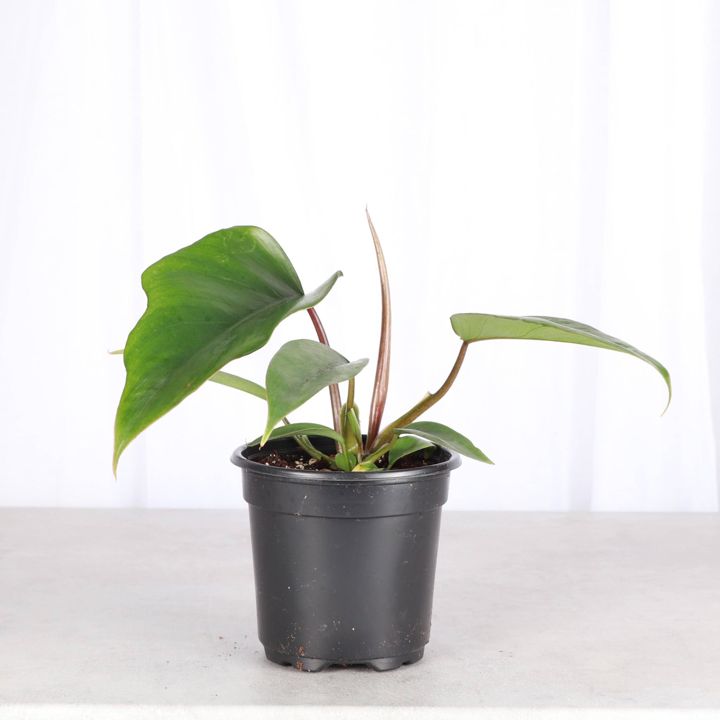 Philodendron Mayoi - Live Plant : 6" Pot