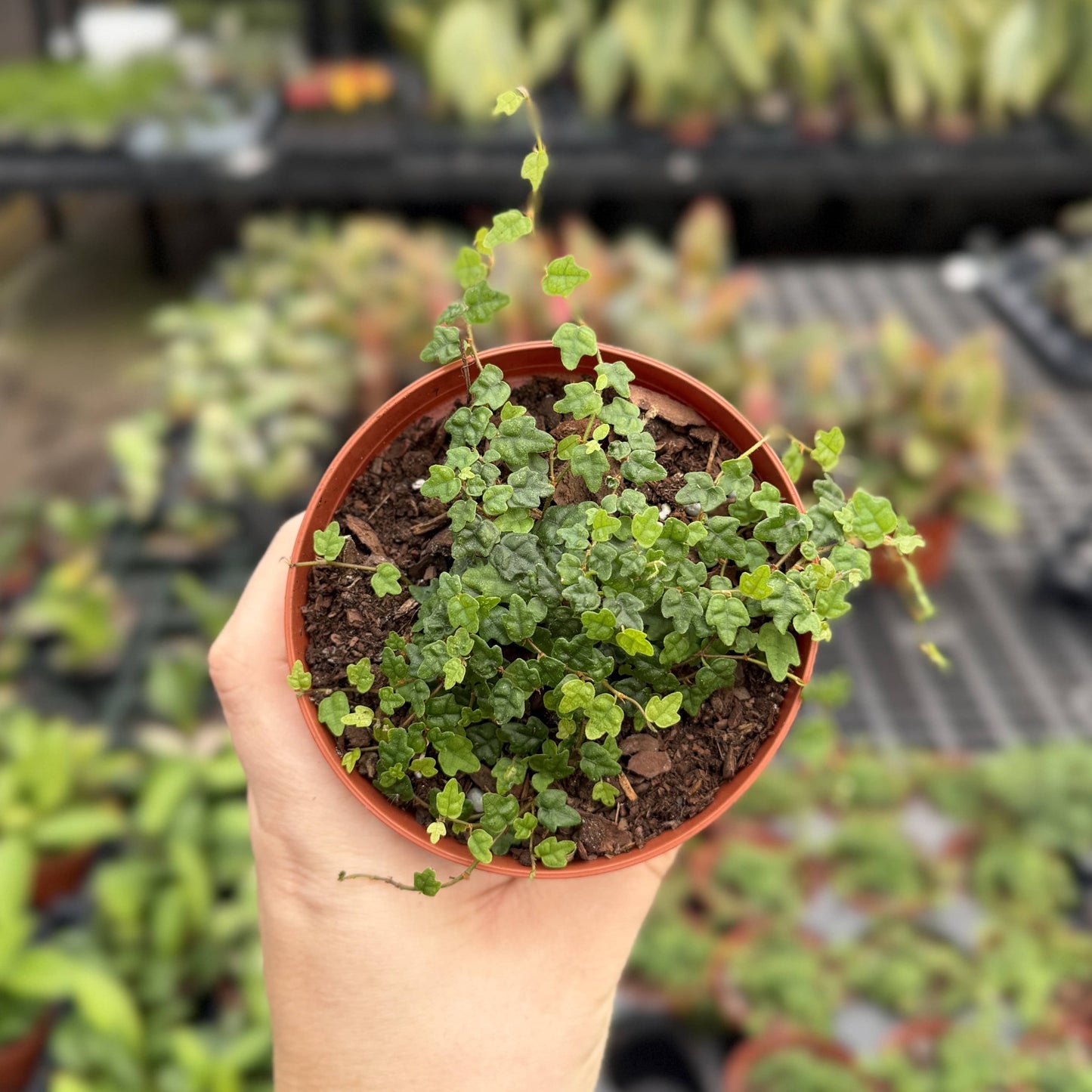 String of Frogs Plant - Creeping Fig - 4" Live Plant