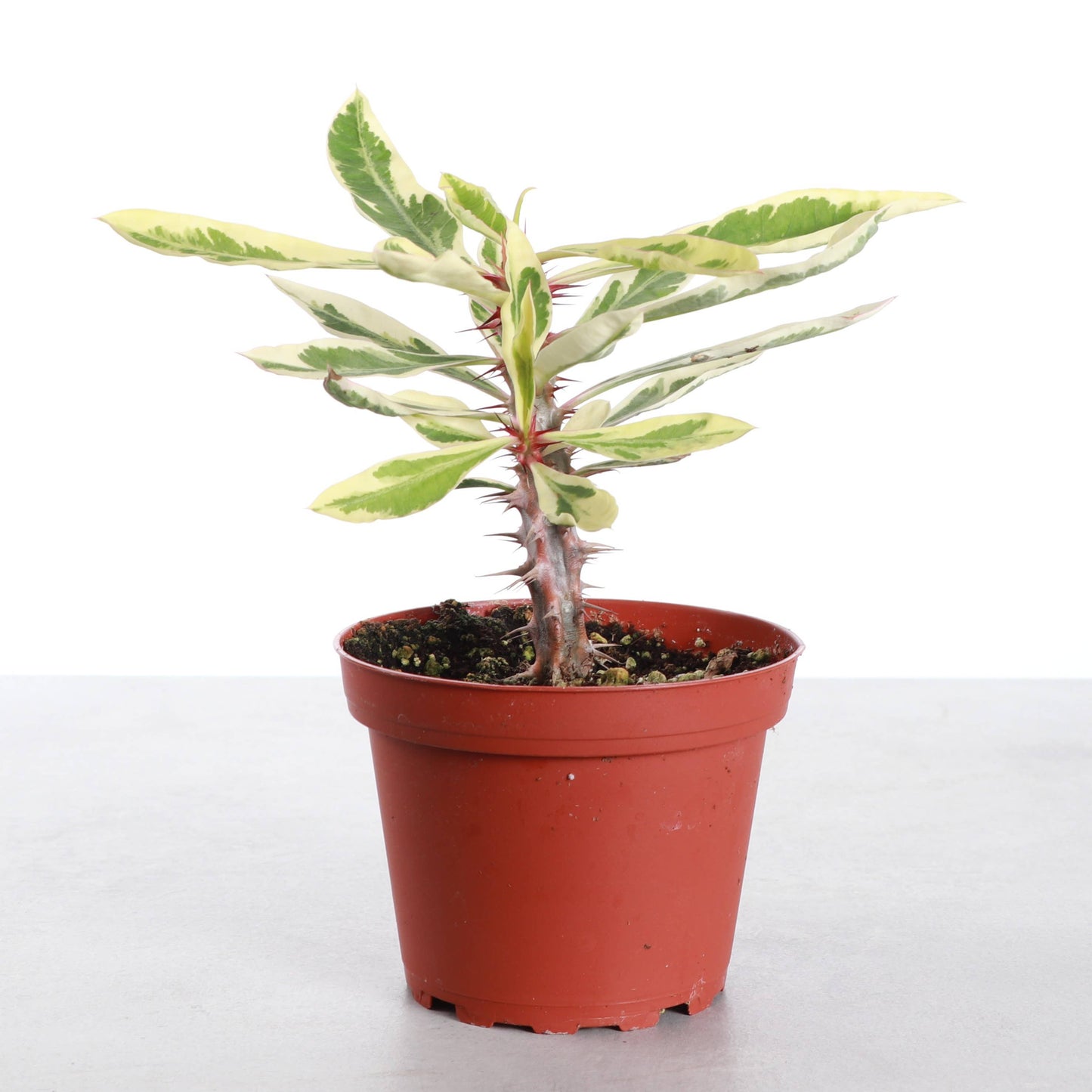 Variegated Crown of Thorns Cactus - 4" Live Plant