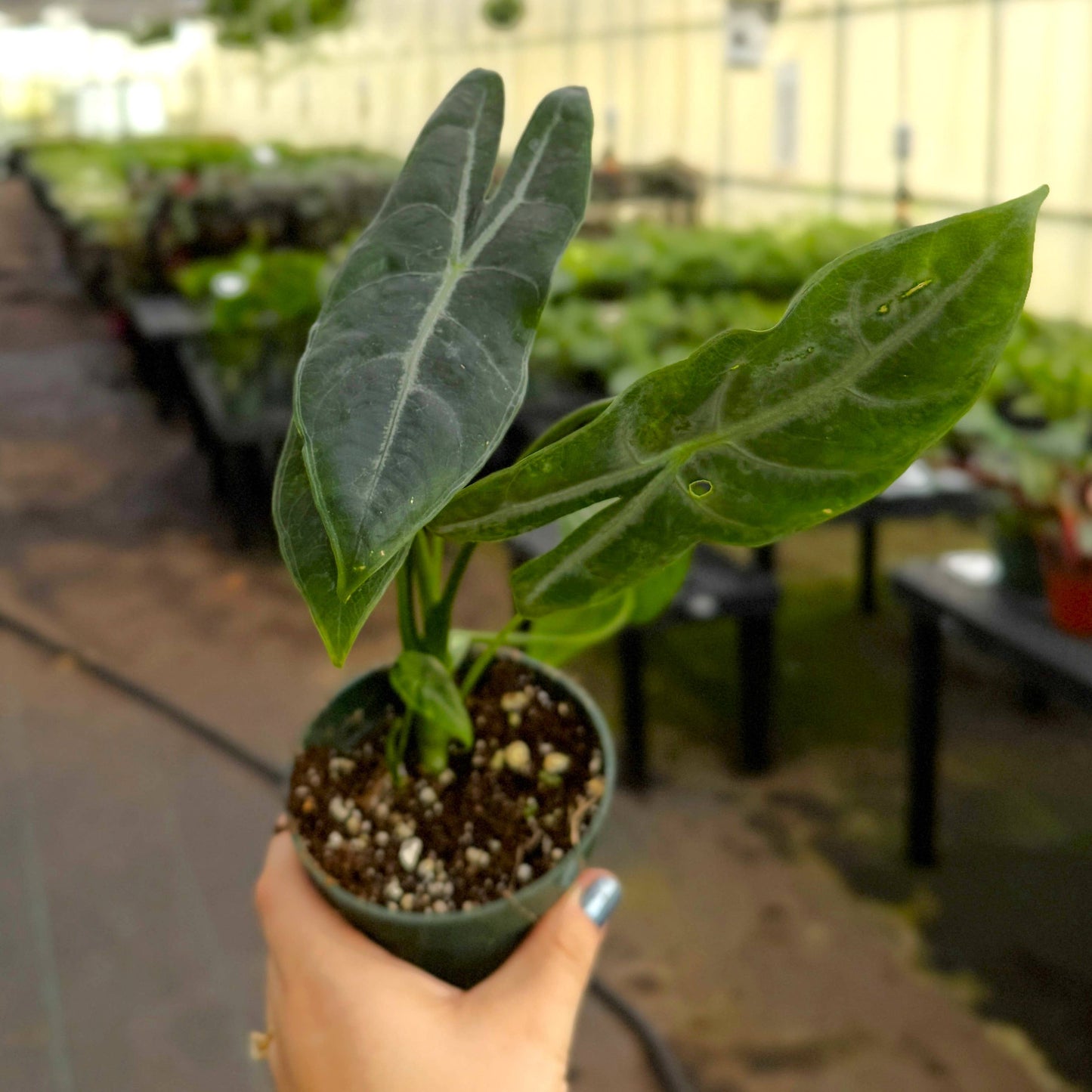 Alocasia Longiloba Silver - 4" Live Plant