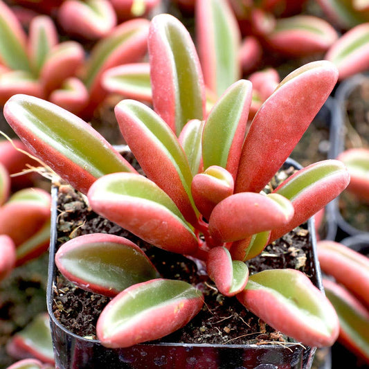 Peperomia graveolens - Ruby Glow