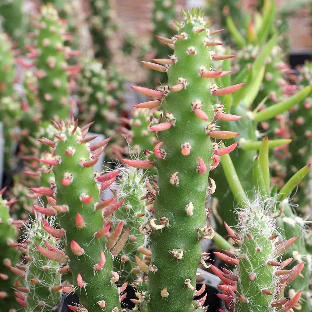 Austrocylindropuntia subulata - Eve's Needle