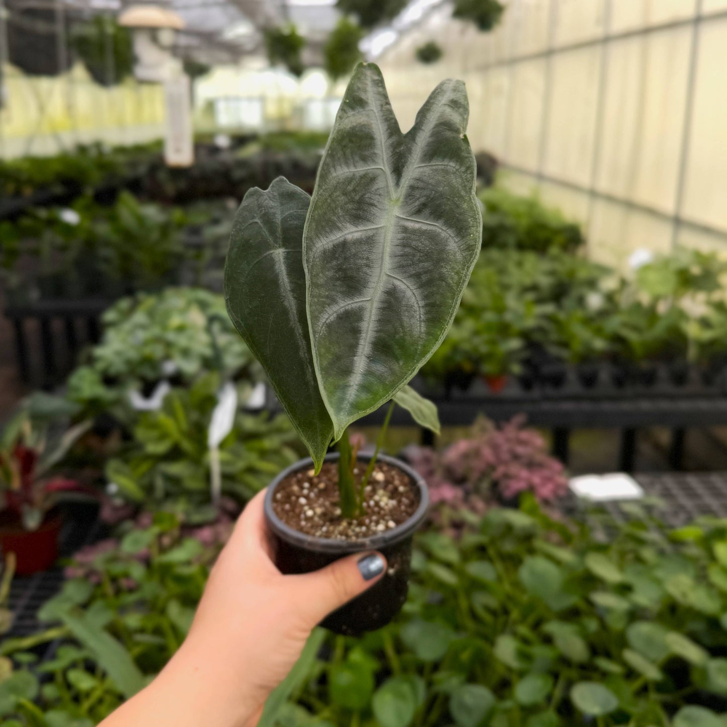 Alocasia Longiloba Silver - 4" Live Plant