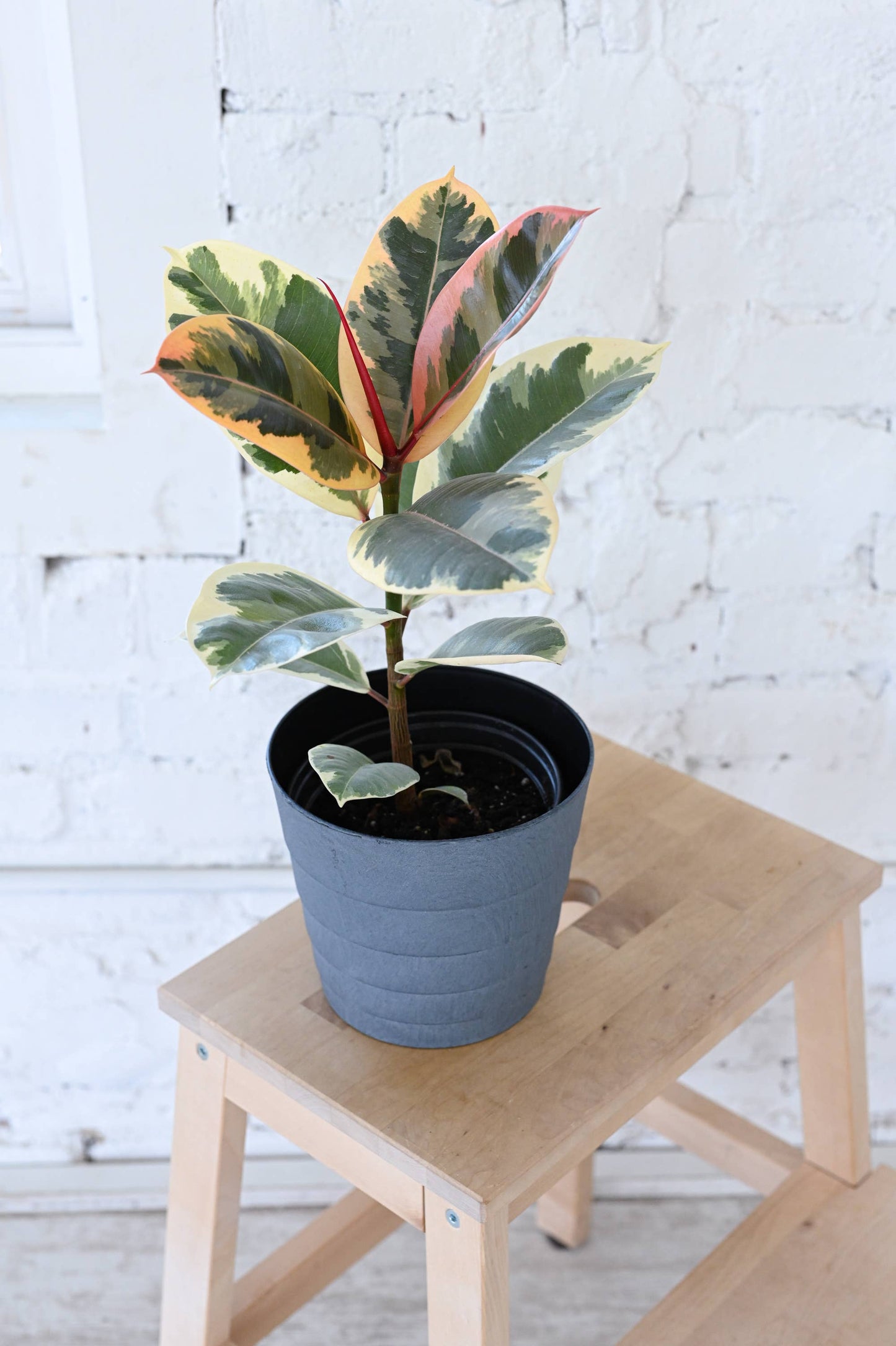 Tineke Rubber Plant - Live Plant: 4" Pot