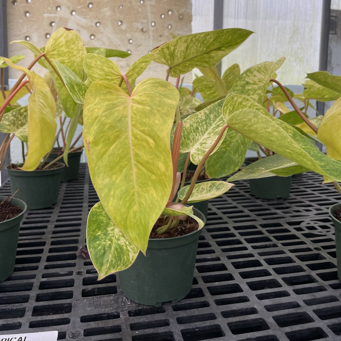 Painted Lady Philodendron - Live Plant - Rare: 4" Pot