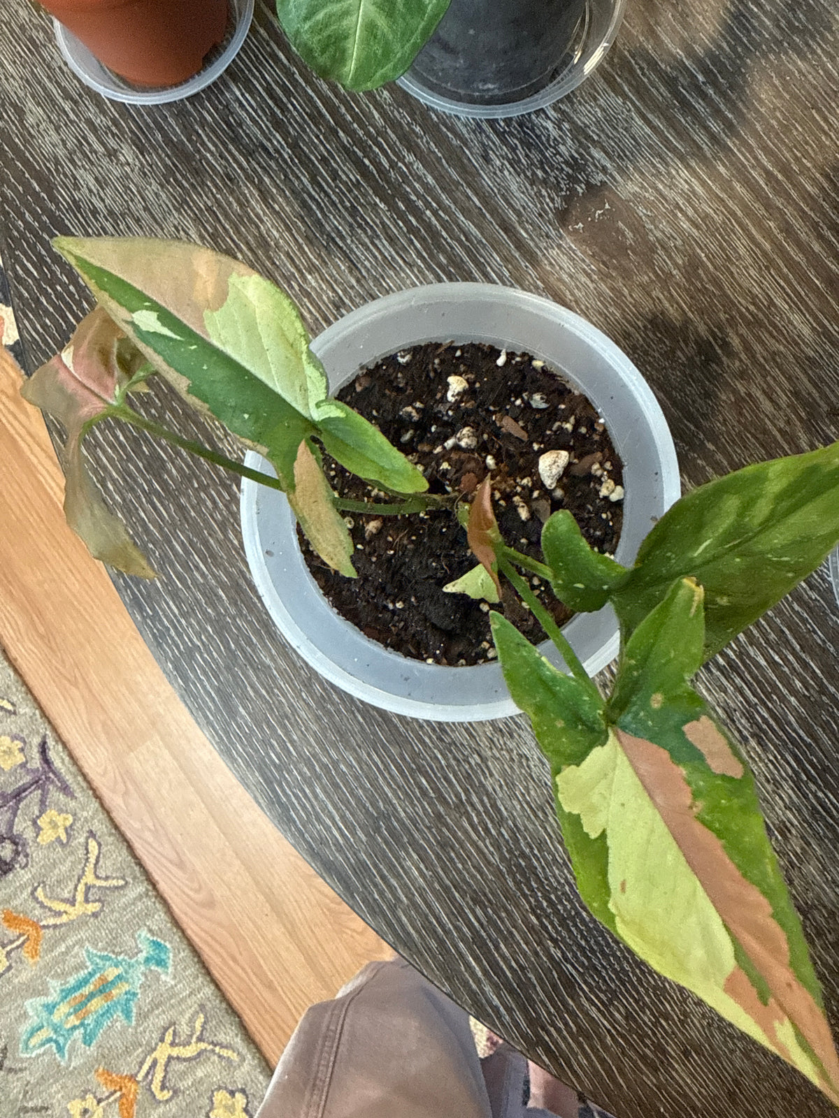 Rare Syngonium Tricolor 6” pot