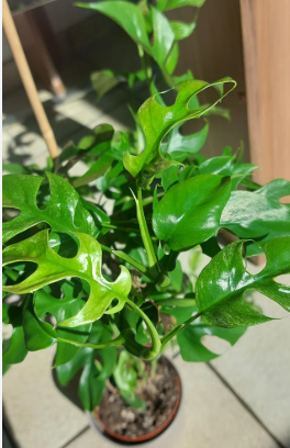 Philodendron Minima. 2-3 inch starter plant. : Yes. 3 inch pots.