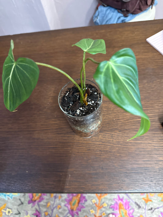 Philodendron Gloriosium Leca ball self watering vase