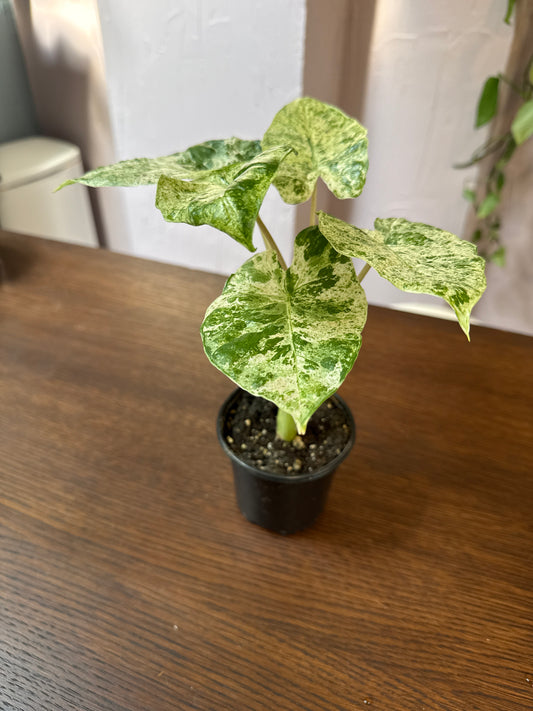 Alocasia Odora Batik Variegated 4” pot Rare