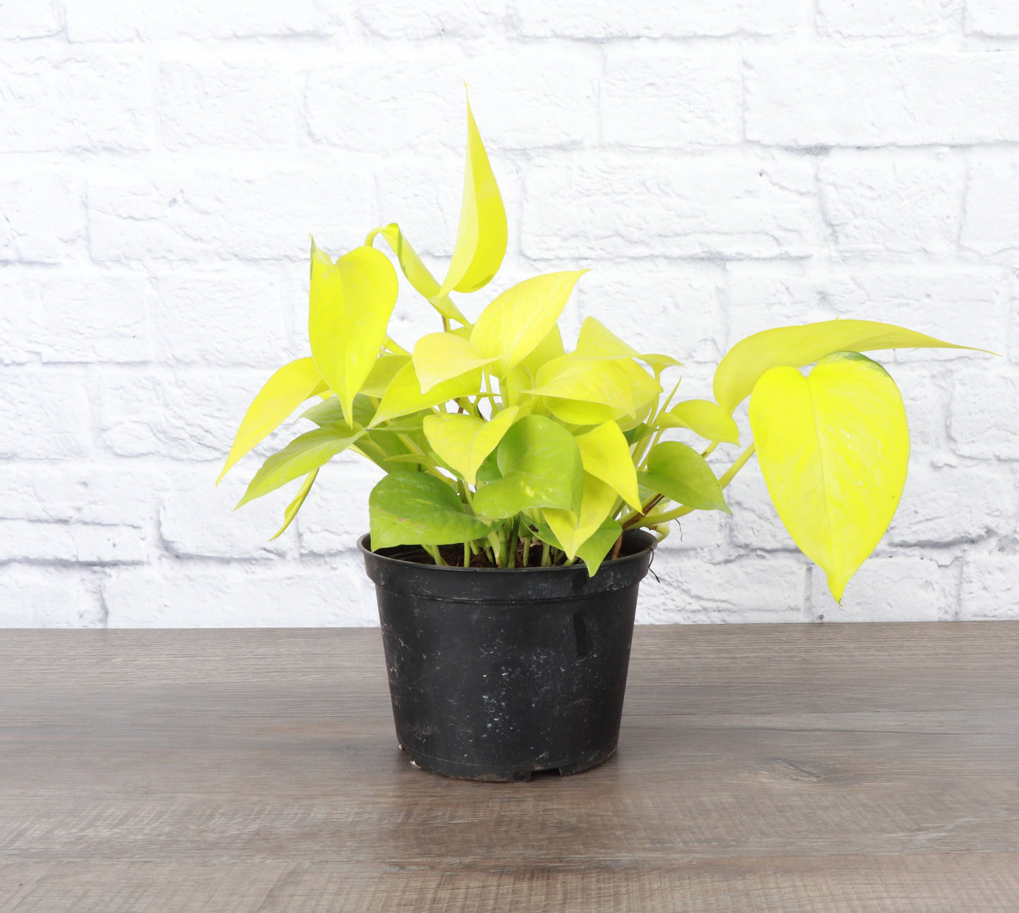 Neon Pothos Plant - Live Plant: 4" Pot