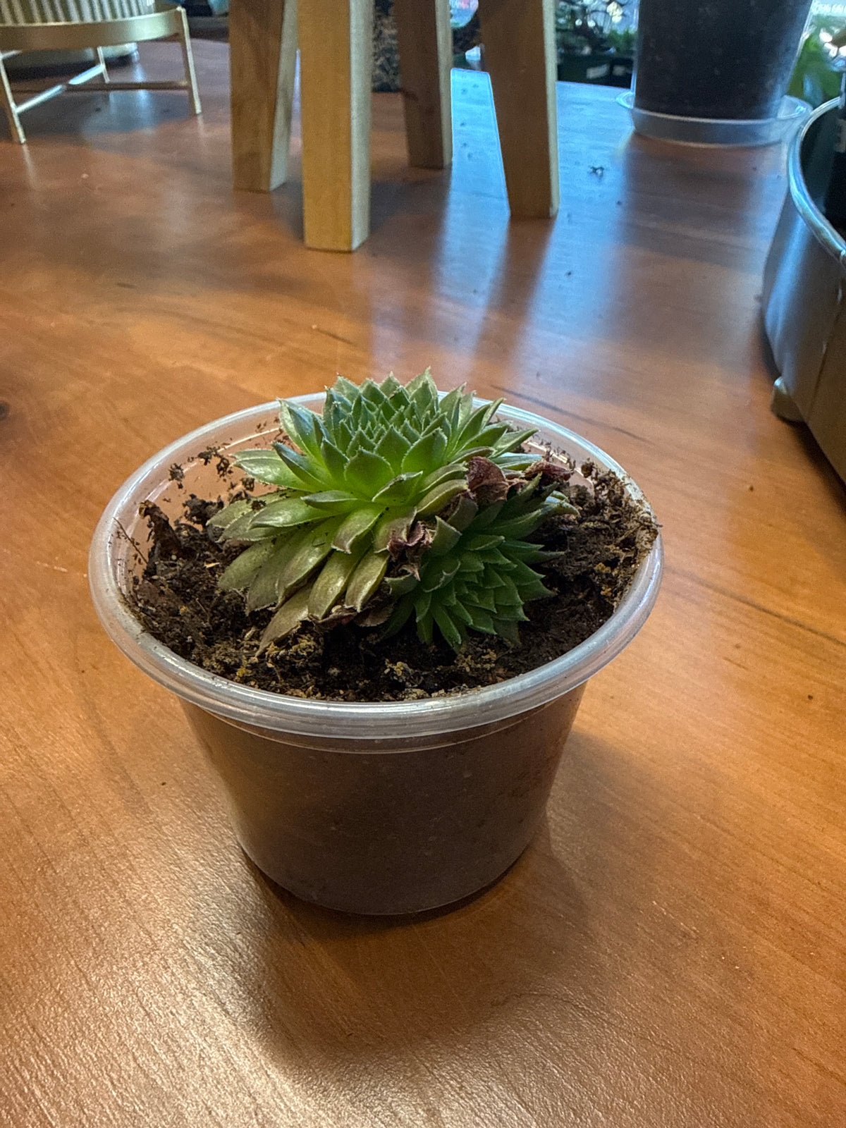 Sempervivum 'Bronze Pastel'
