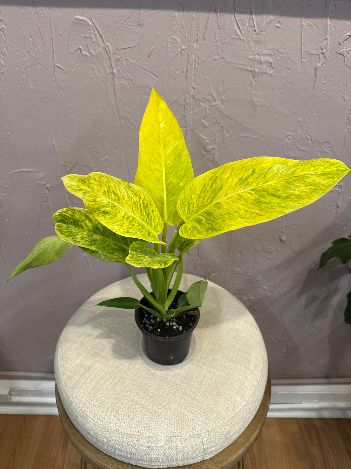 Philodendron Calkins Gold 4”