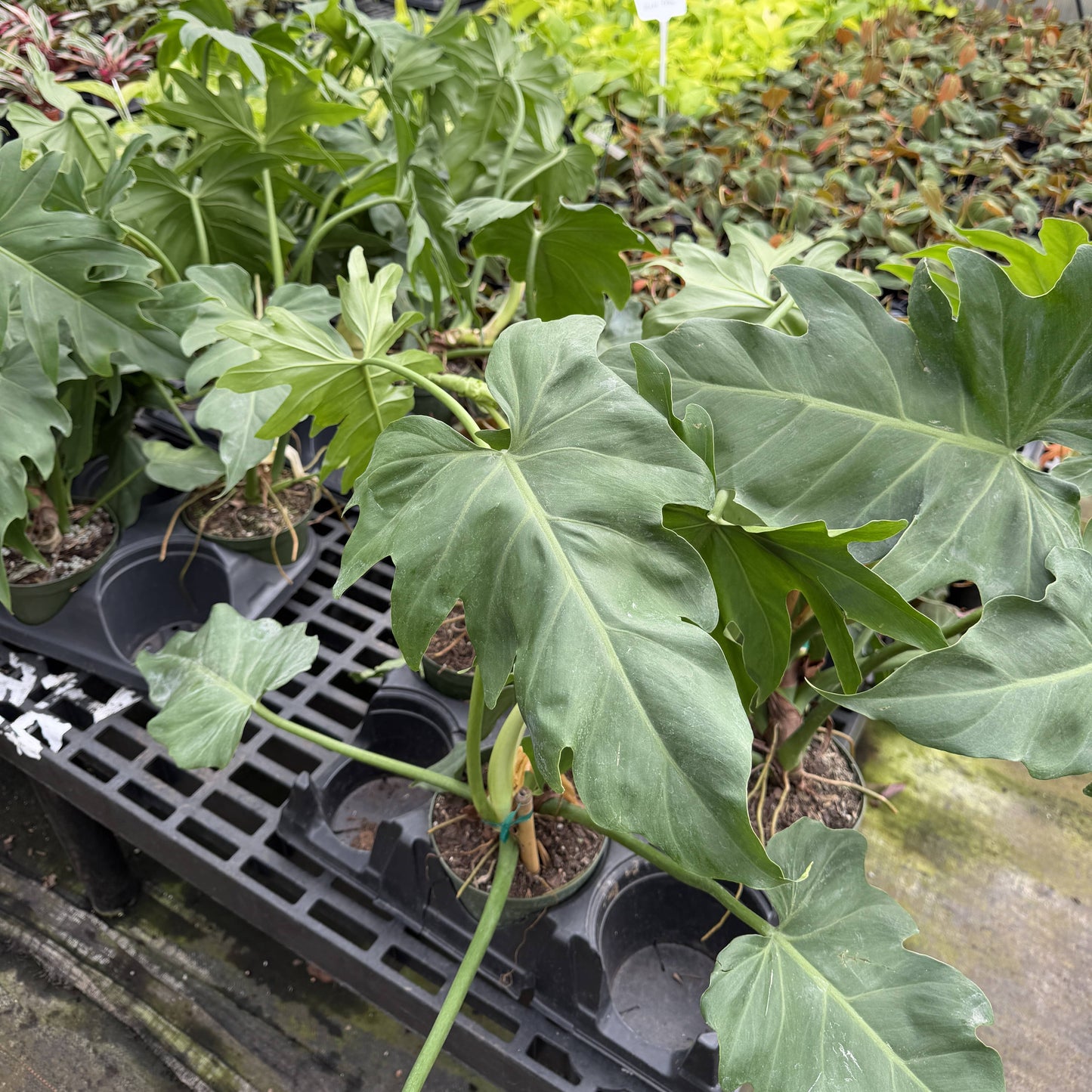 Philodendron Mayoi - Live Plant : 6" Pot