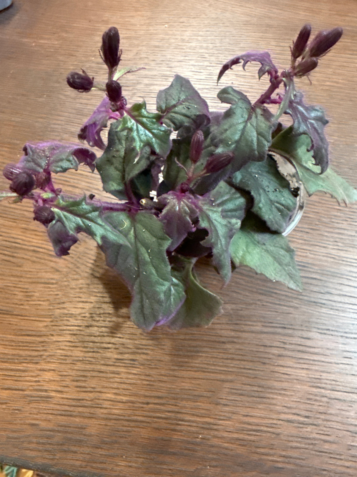 Gynura Purple Passion