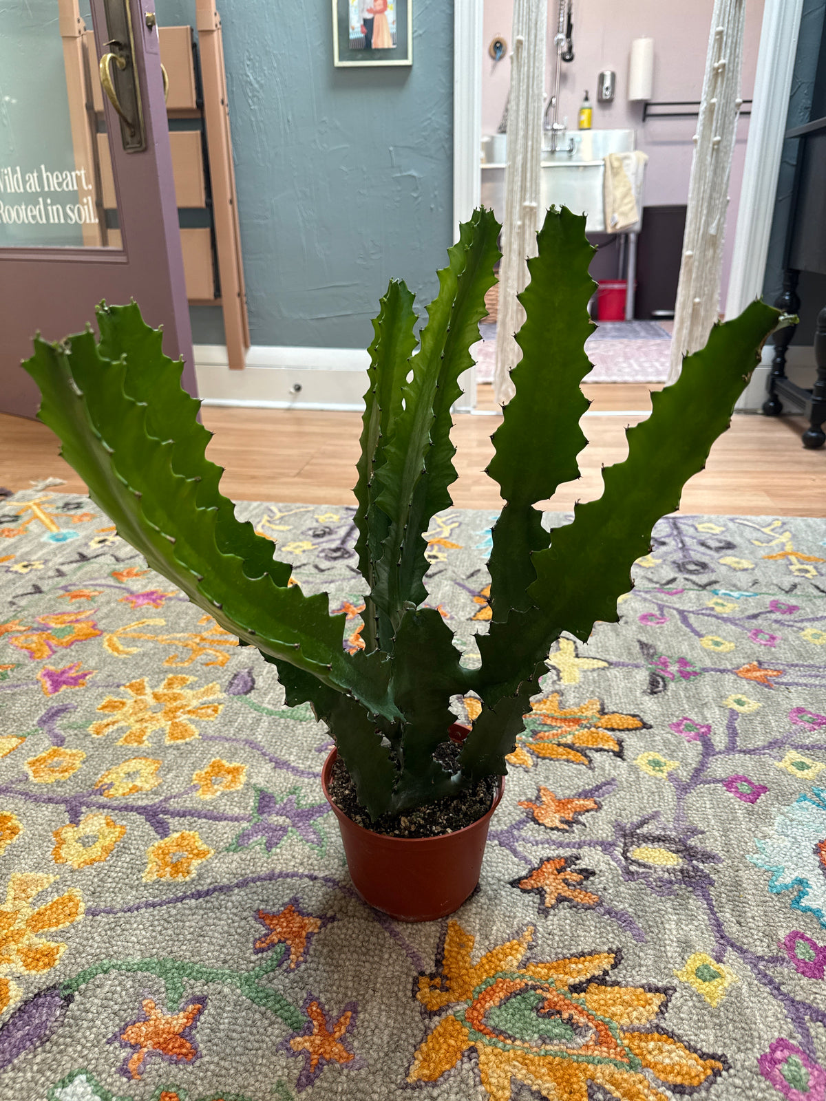 Euphorbia Lactea Dragon Bone