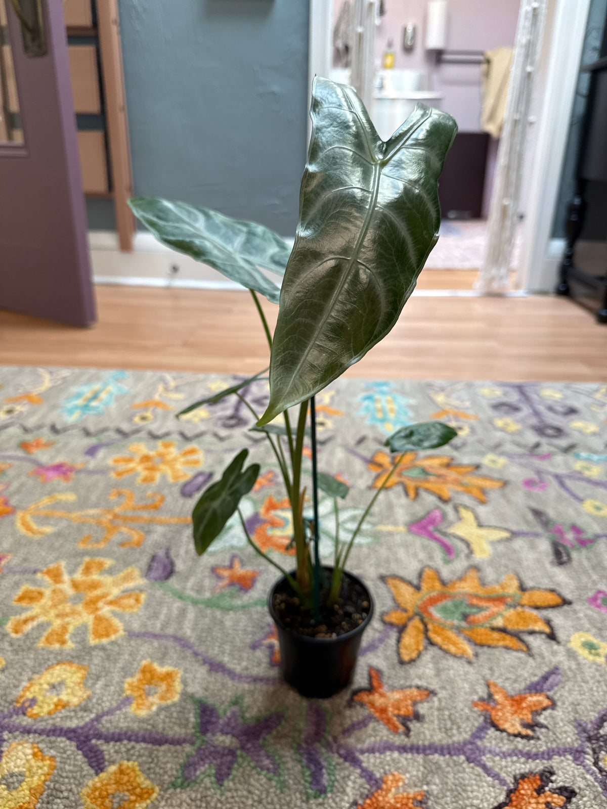 Alocasia Longiloba Silver - 4"