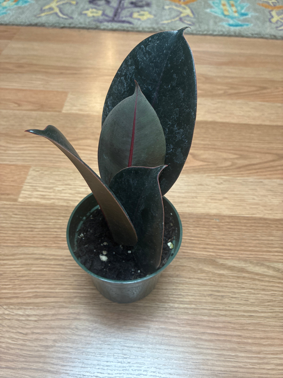Ruby Rubber Plant 4” Pot