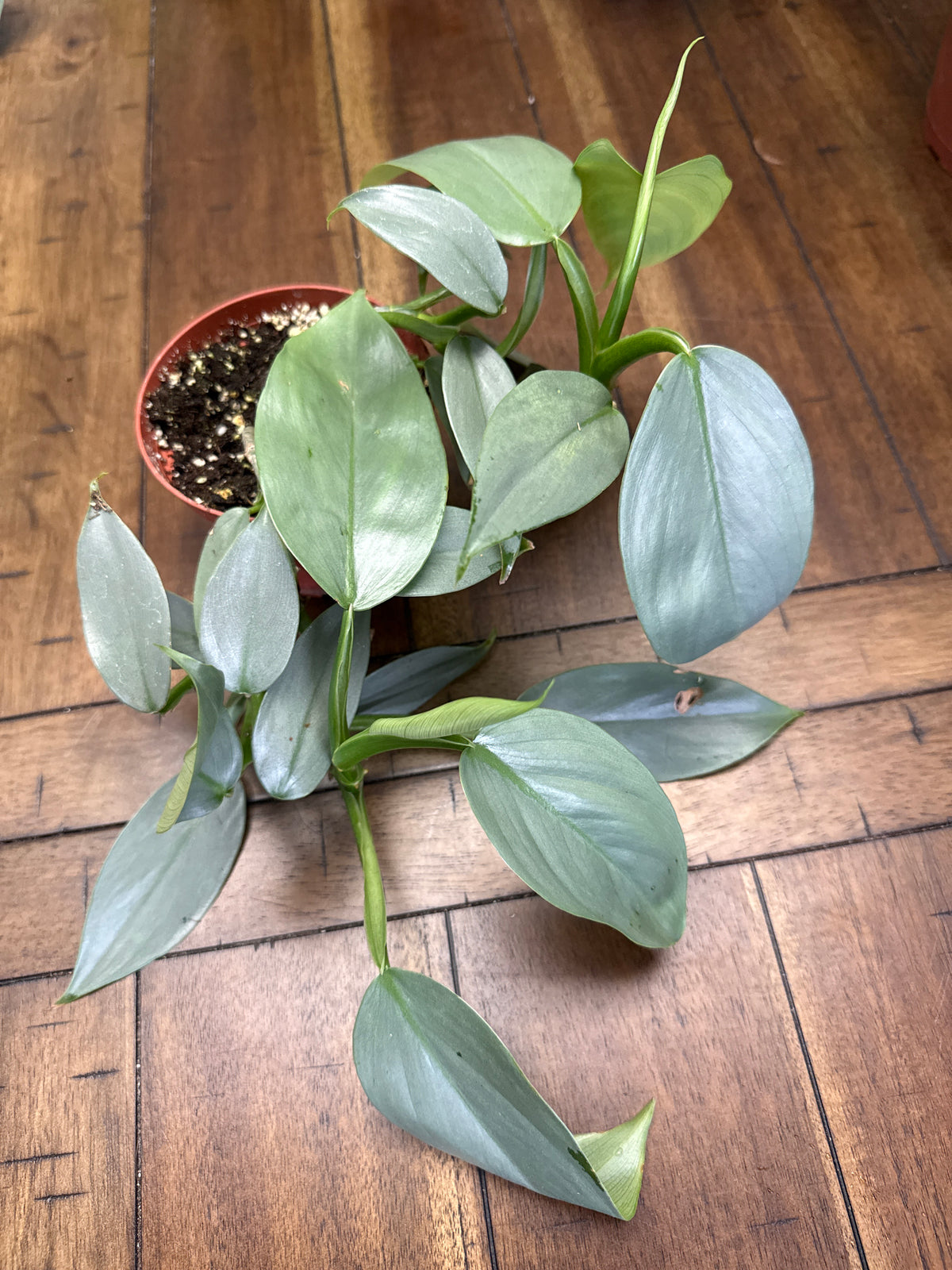 Silver Sword Philodendron - 4" Live Plant