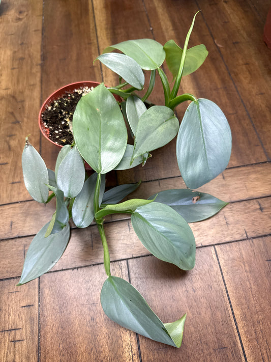 Silver Sword Philodendron - 4" Live Plant