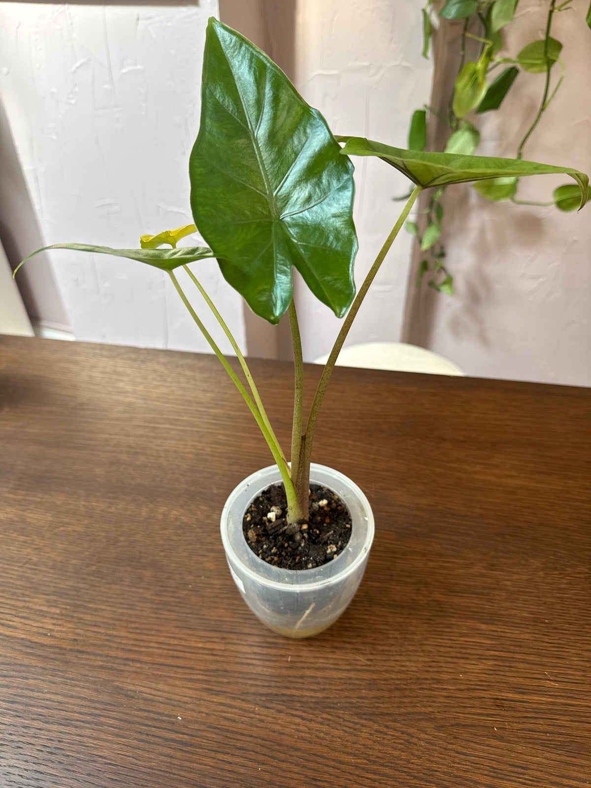 Alocasia Sumo 3” self watering pot