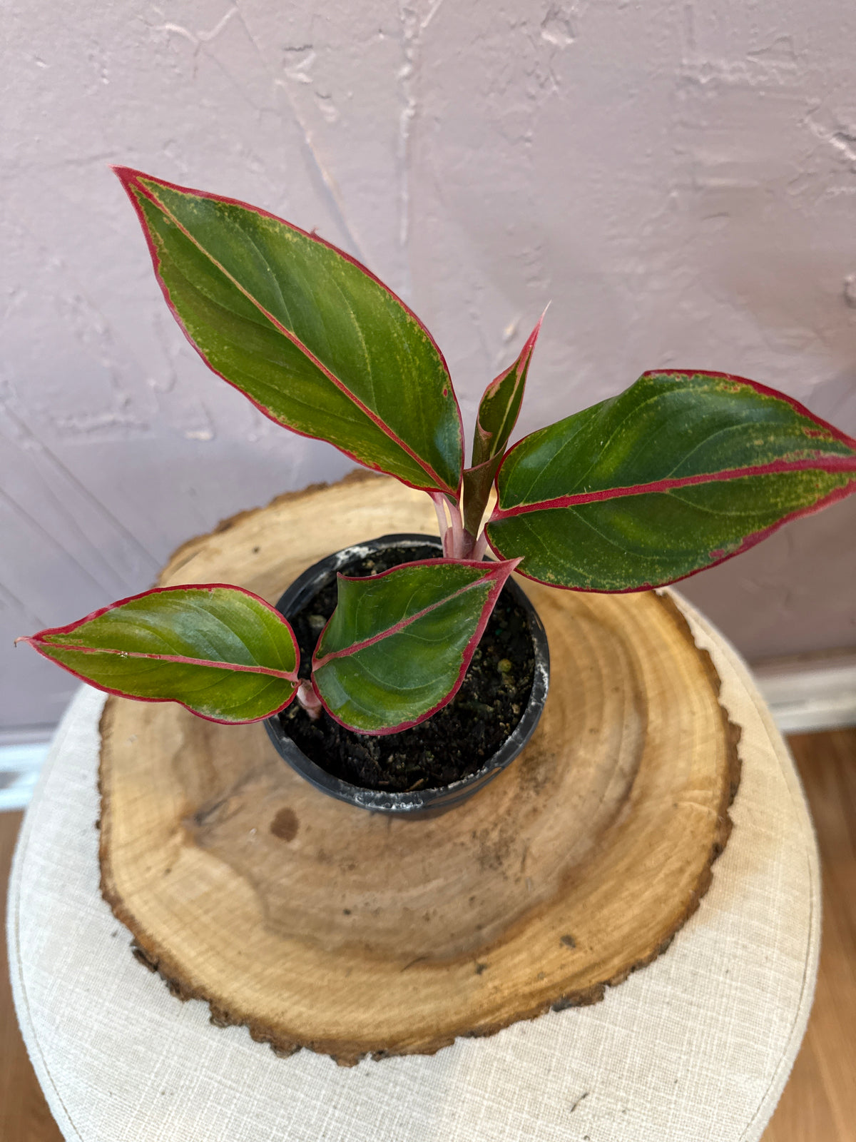Aglaonema Siam Red 4”