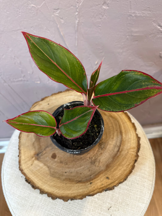 Aglaonema Siam Red 4”