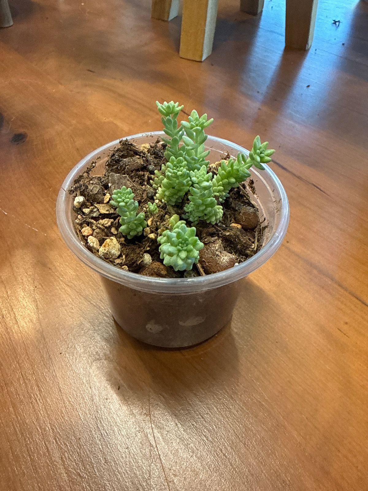 Sedum dasyphyllum 'Himalayan Skies'