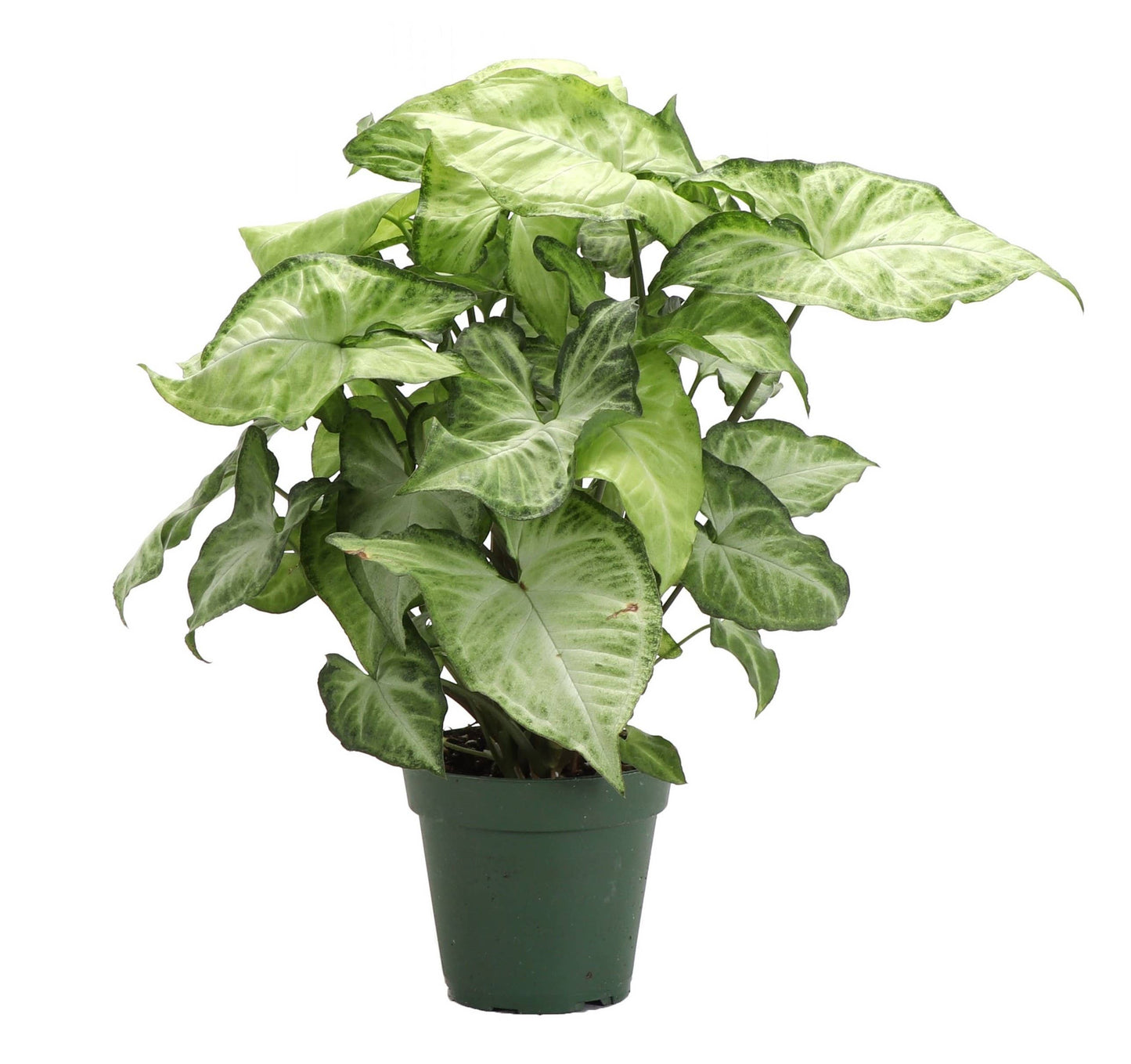 Assorted Butterfly Syngonium - Live Plant: 3" Pot