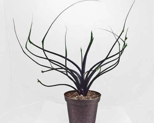 Perfect Plant Clearance - No damage. Unpotted starters