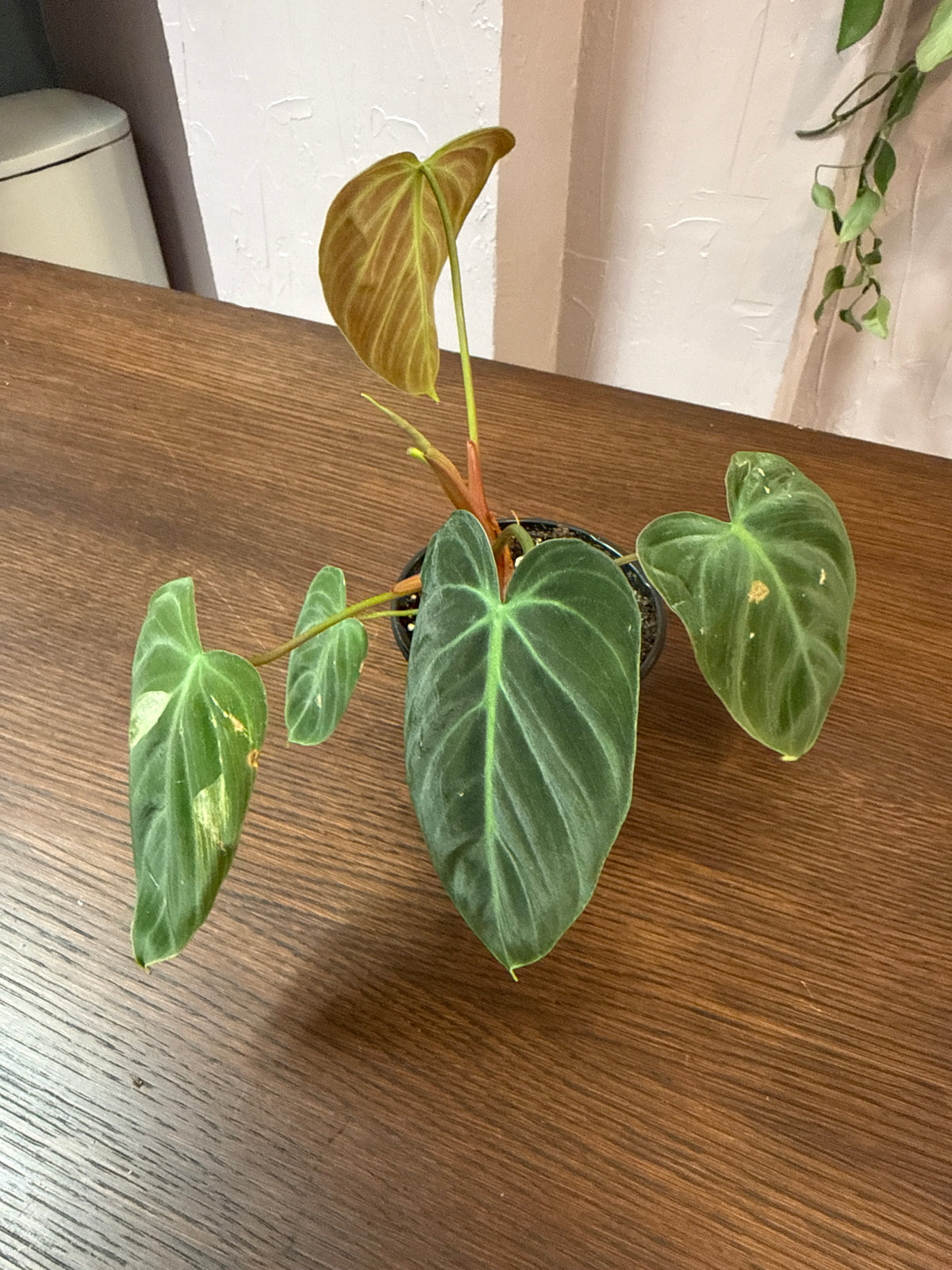 Philodendron El Choco Red - 4" Live Plant