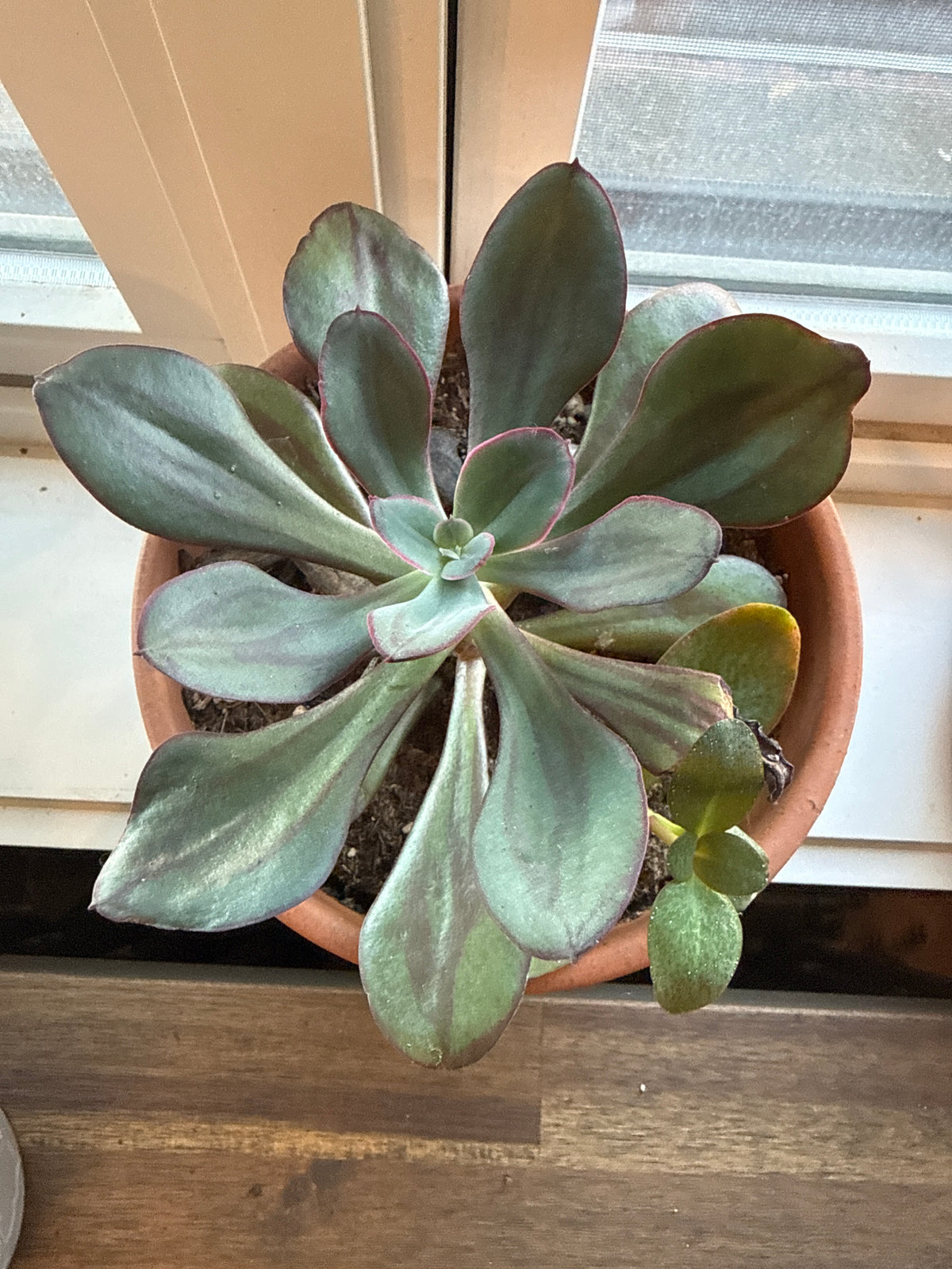 Clay Pot succulent