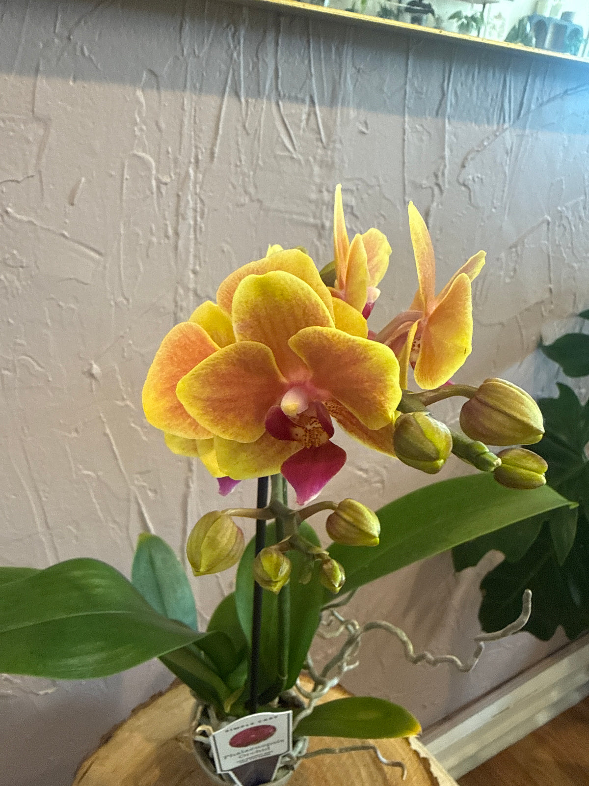 Phalaenopsis 
Orchid