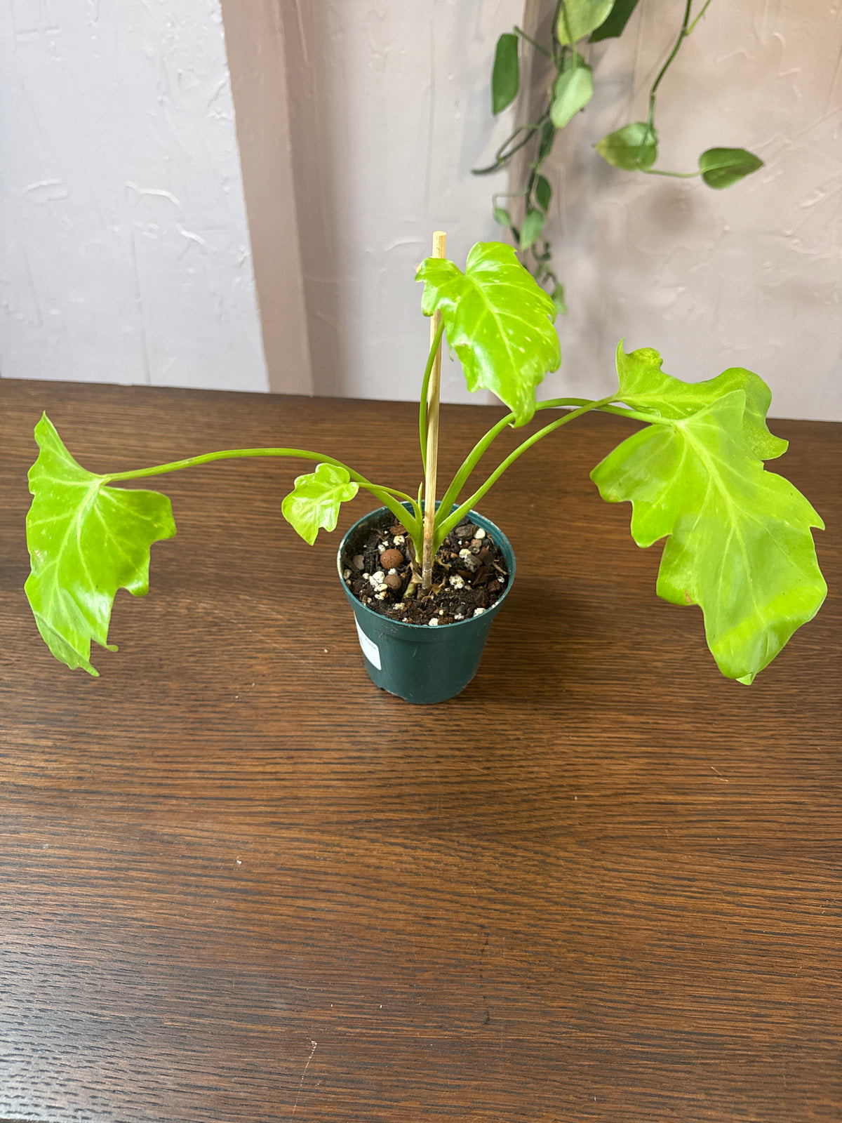 4" Philodendron 'Warscewiczii Aurea'