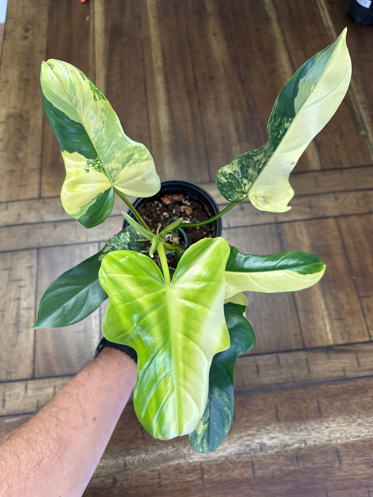 Variegated Golden Violin Philodendron