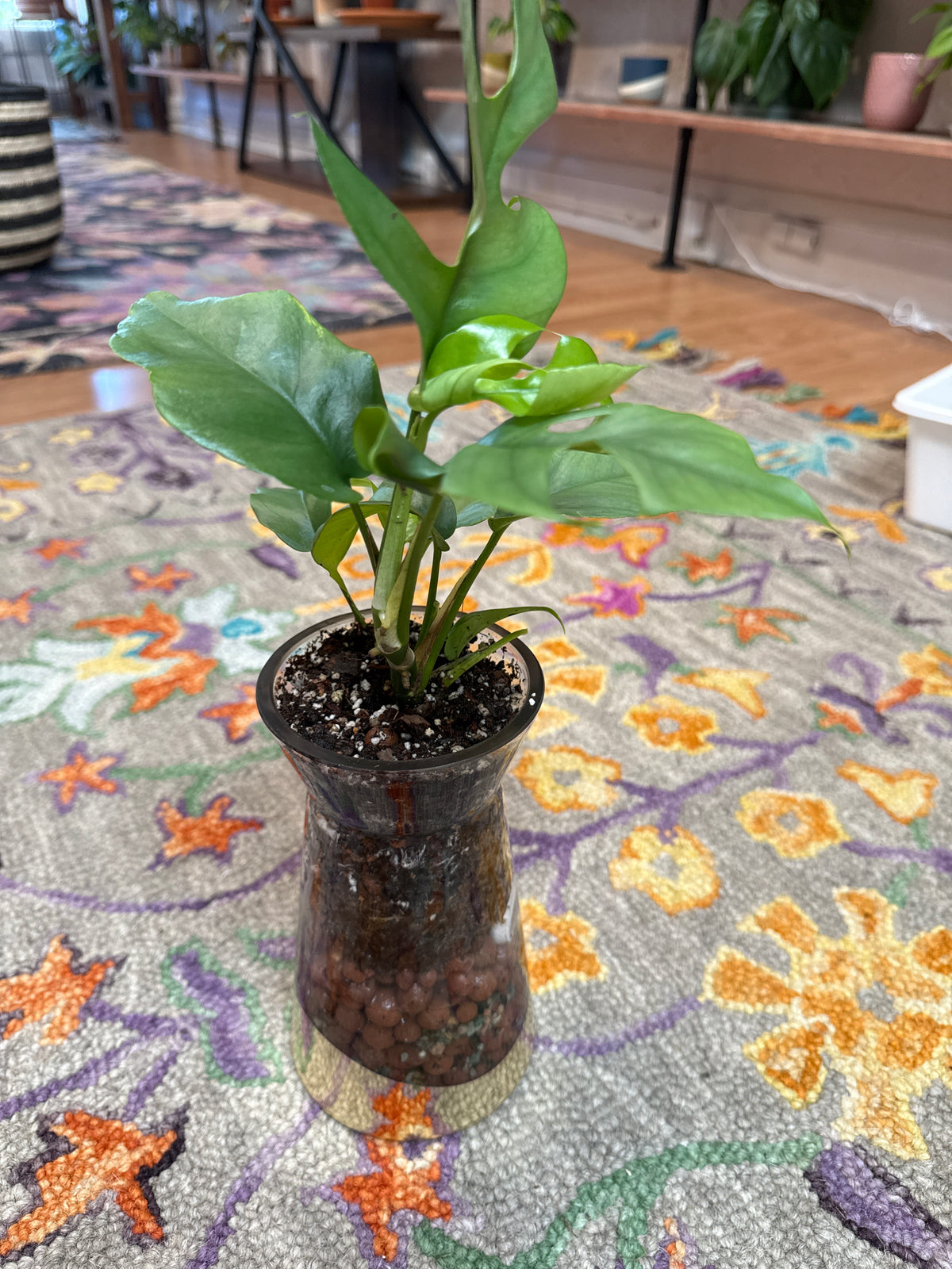 Philodendron Minima Leca Ball self watering vase 4”
