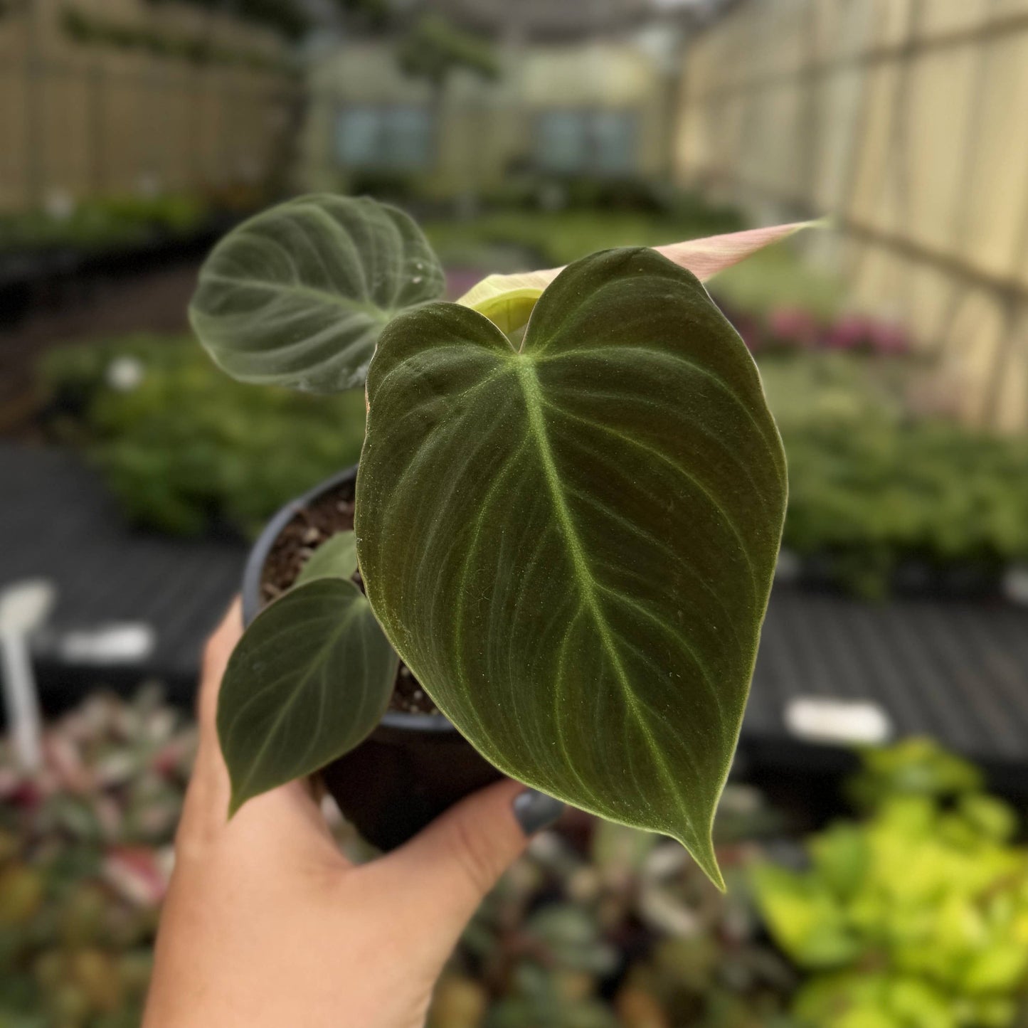 Philodendron El Choco Red - 4" Live Plant