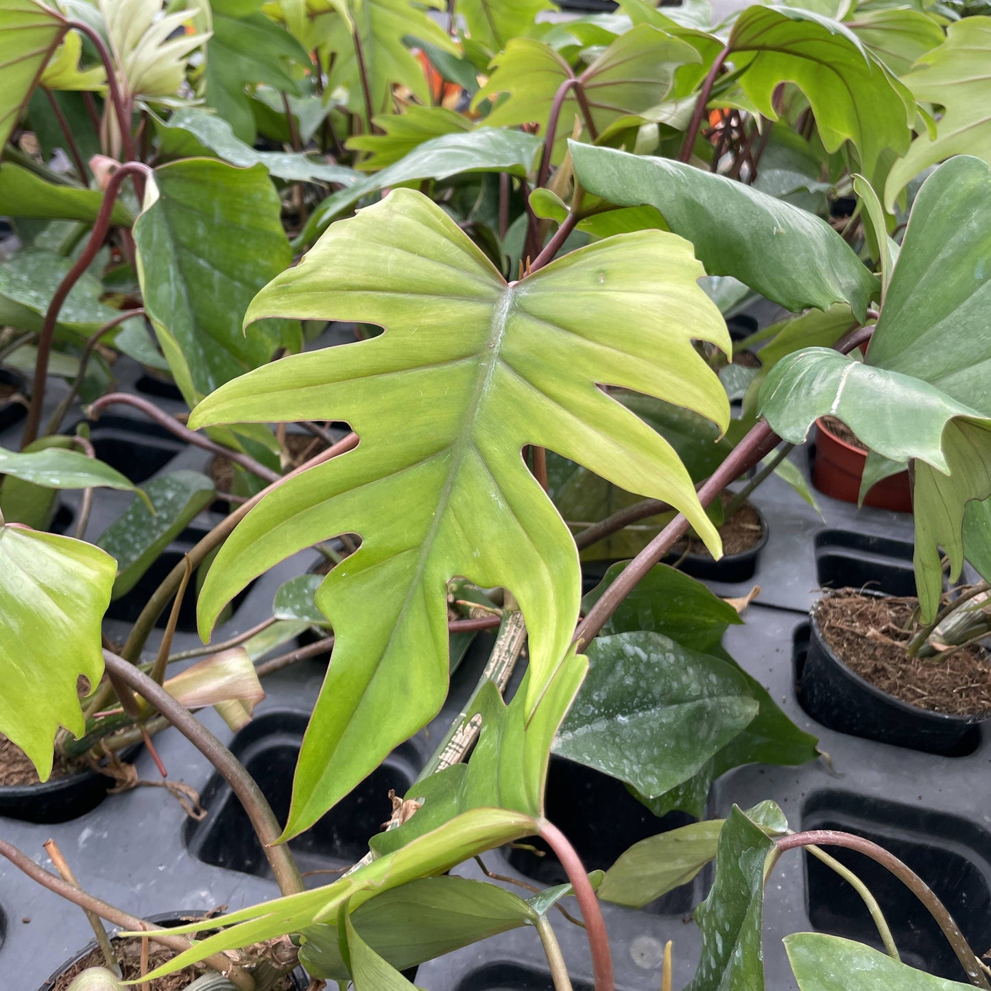 Philodendron Mayoi - Live Plant : 6" Pot