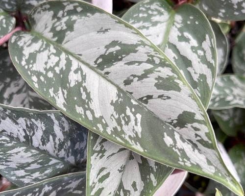 Perfect Plant Clearance - No damage. Unpotted starters