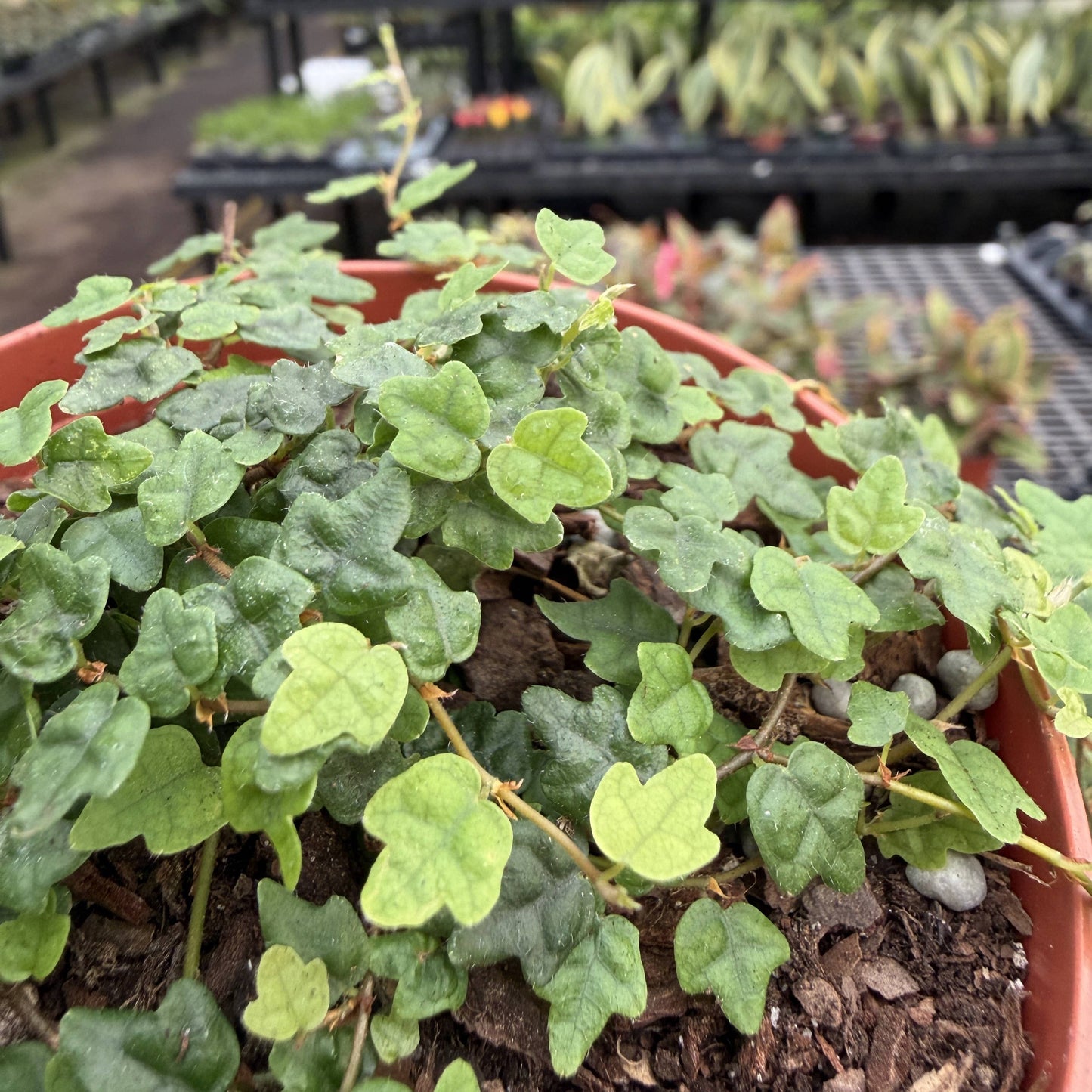 String of Frogs Plant - Creeping Fig - 4" Live Plant