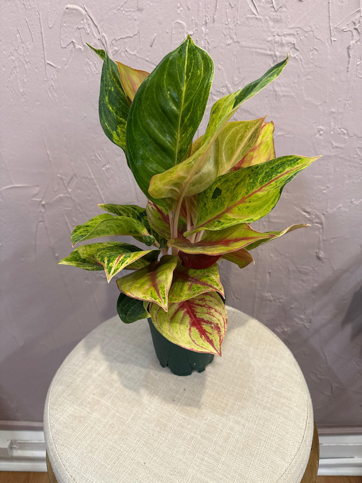 Aglaonema Golden Papaya 6”