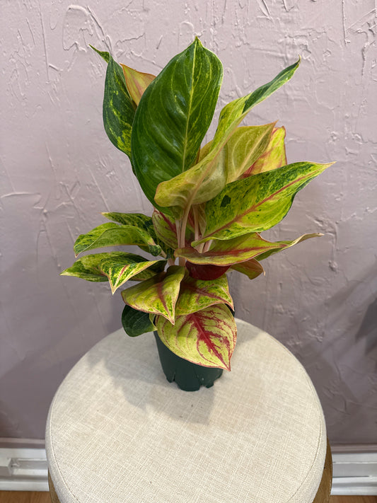 Aglaonema Golden Papaya 6”